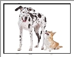 Ma�y, Dog Niemiecki, Uszy, Piesek