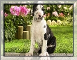 Trawa, Dog, M�ody, Niemiecki, Kwiaty